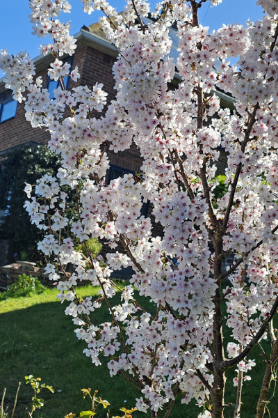 Cherry blossoms