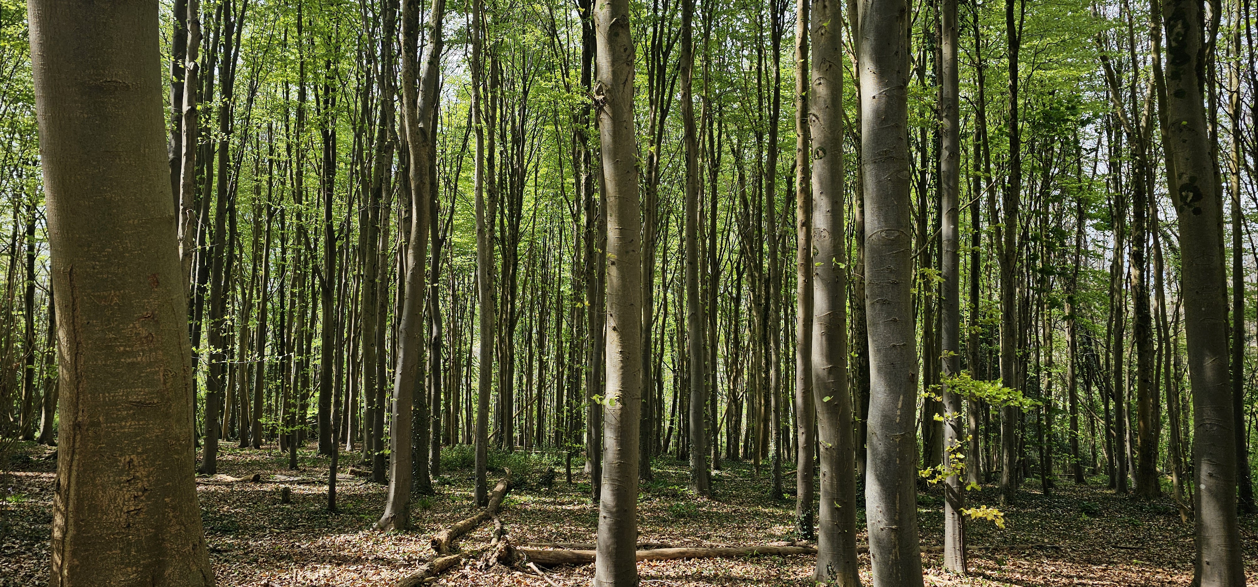 Psithurism is the sound the wind makes when it passes through the tress.