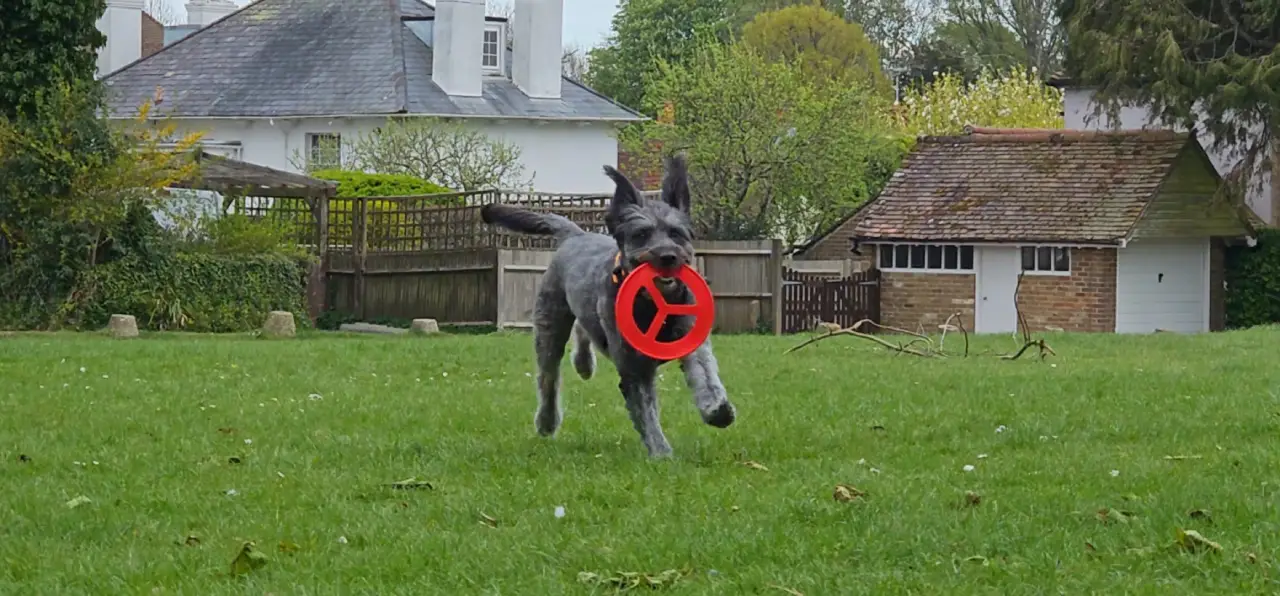 Fozzie coming back from catching her frisbee.