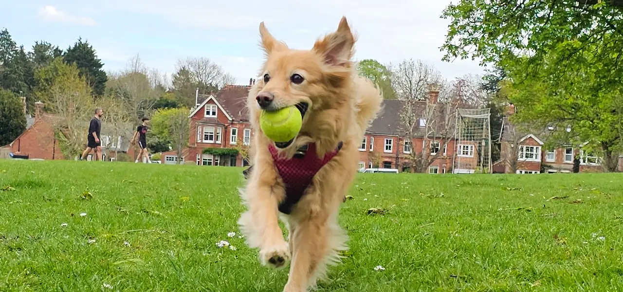 The first time in a while that I’ve seen her ears flop like this when she is running. We had such a great day.