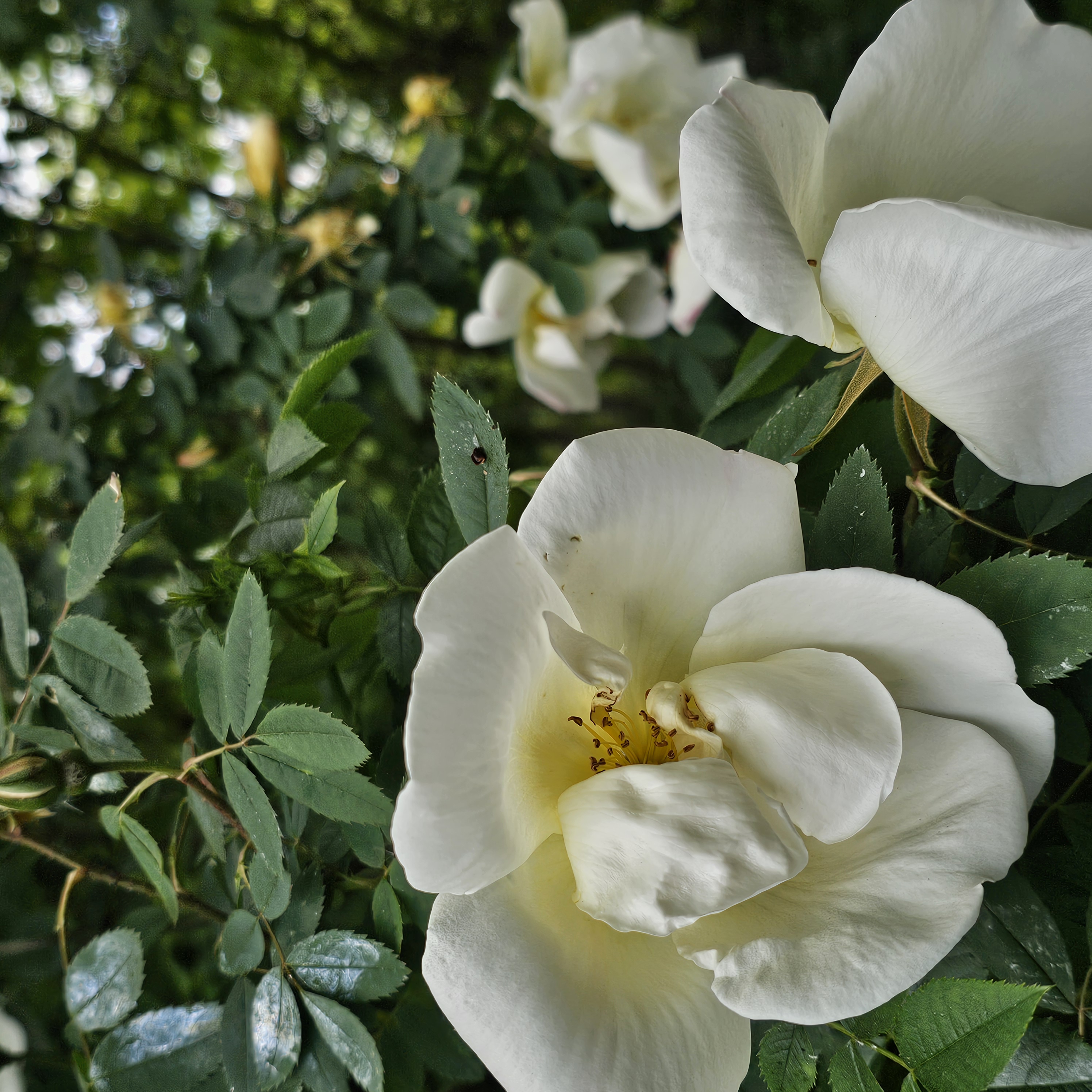 I found this flower beautiful. It apparently is an endemic flower, but I can’t remember the name of it! Maybe I’ll add it on next week’s entry.