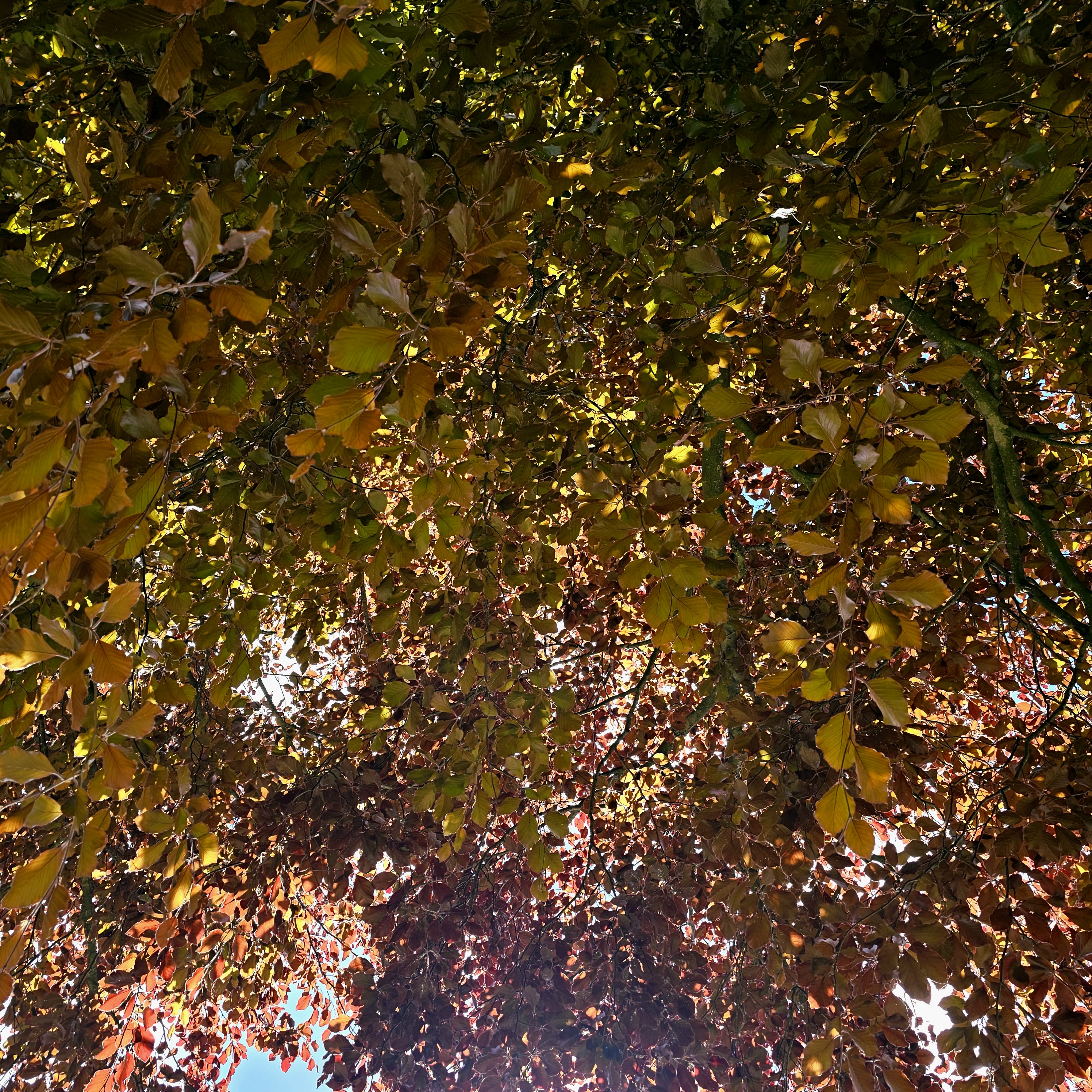I love how different the color of the leaves is between all the different trees that are in Brighton.