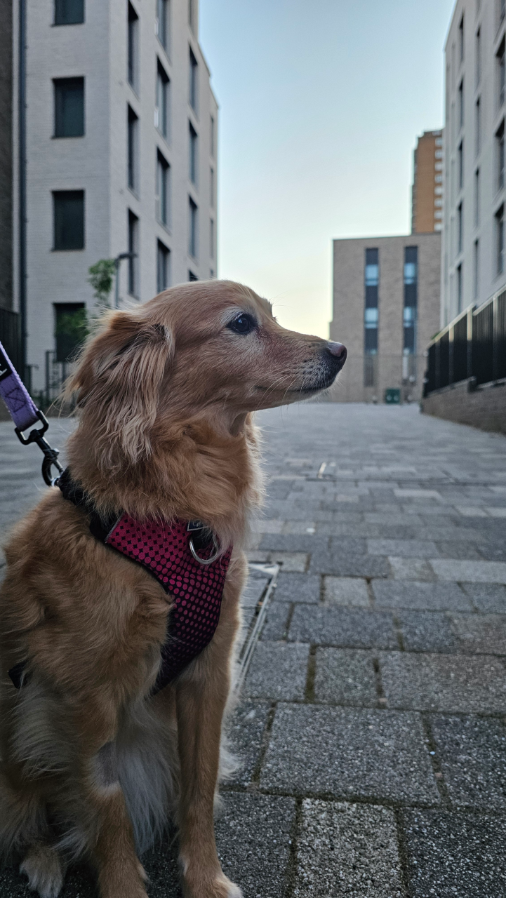 Picture of my dog Naga standing in front of the sunset at almost 9PM.