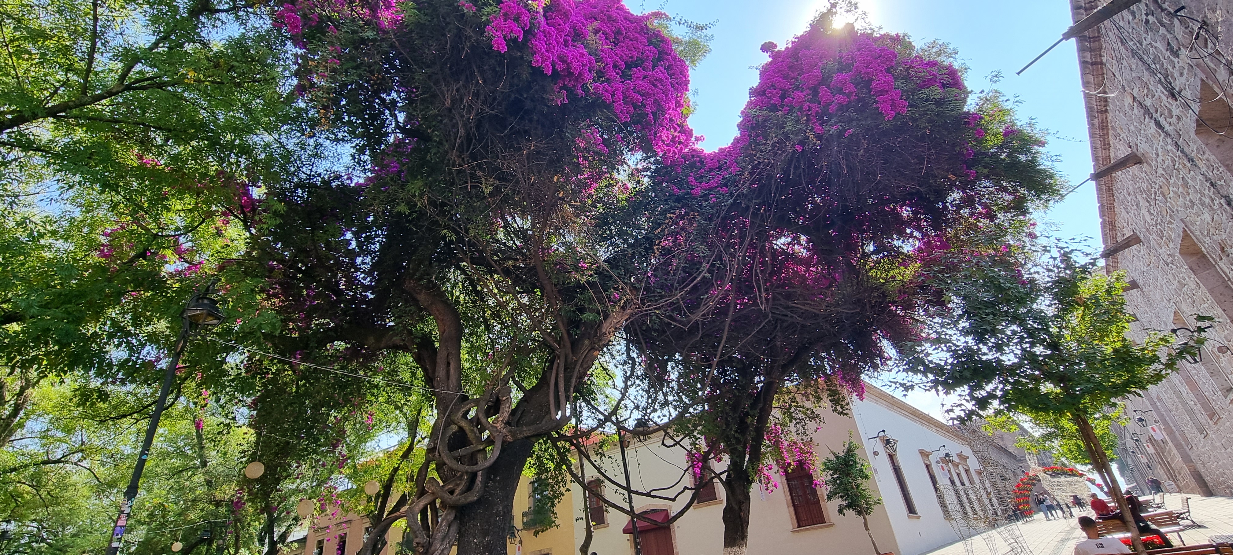 A picture of a bougainvillea tree filled with purple flowers in a very traditional street in Morelia, Michoacan.