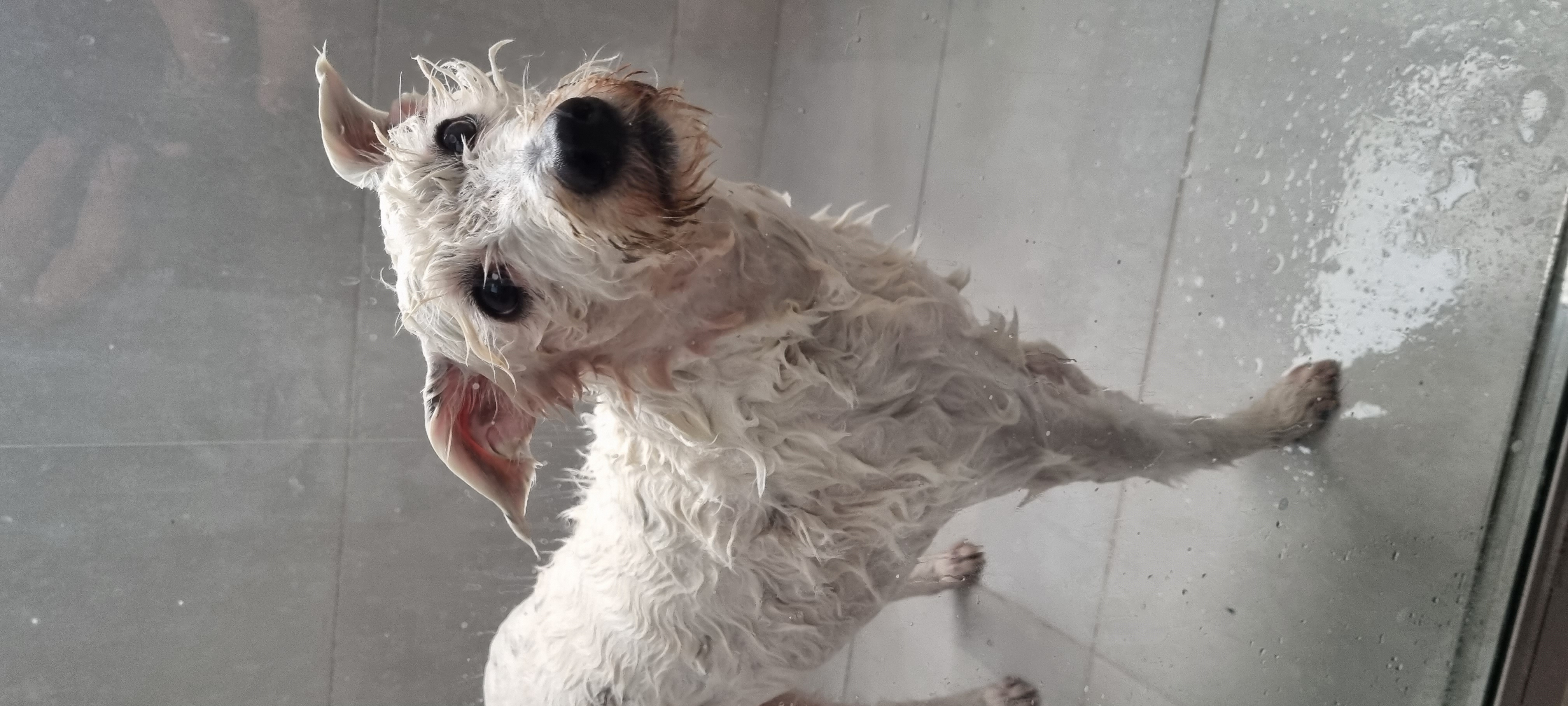 My dog Saki wet and soapy while getting a bath