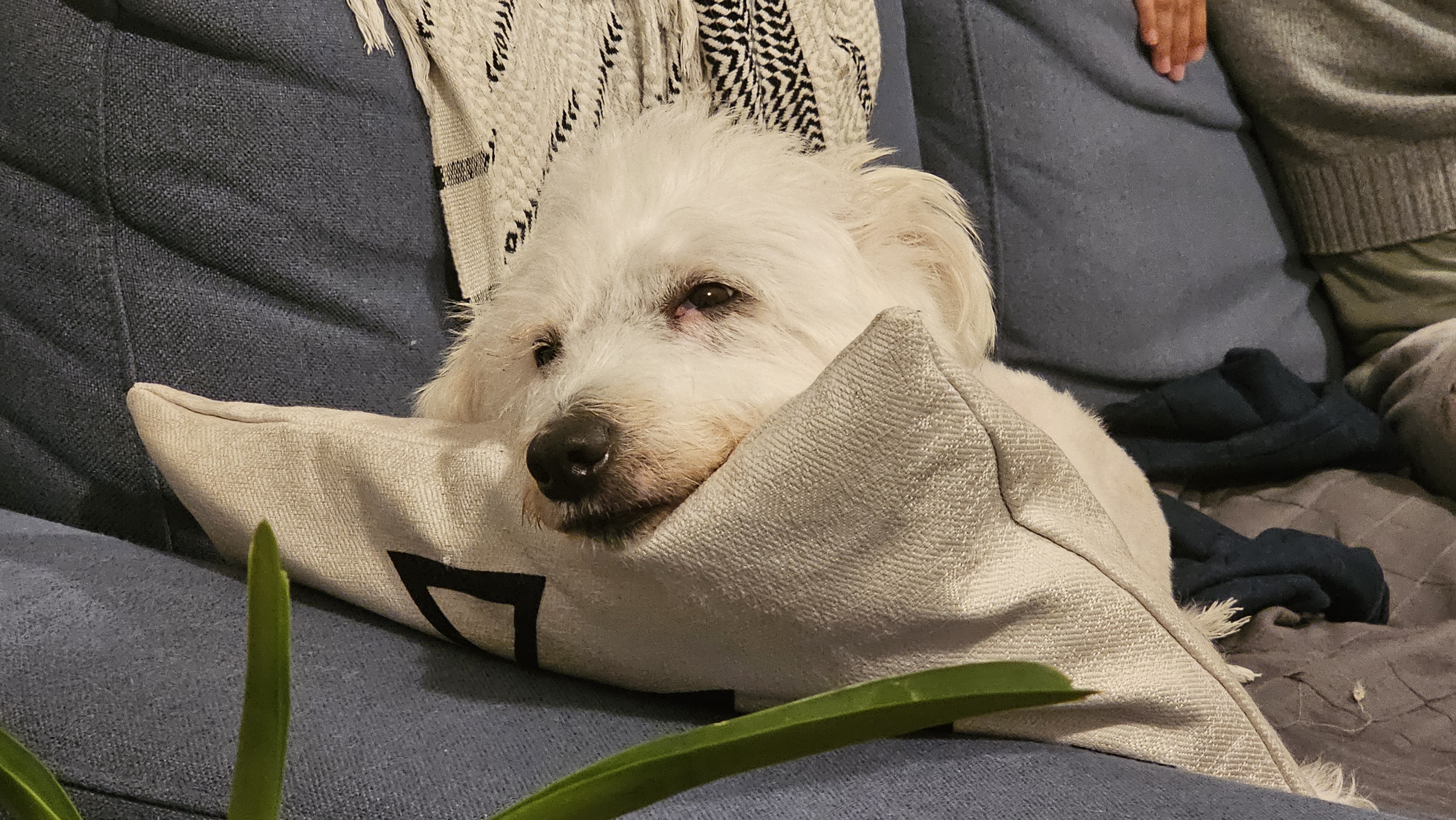 Picture of a white sleepy dog called Saki.