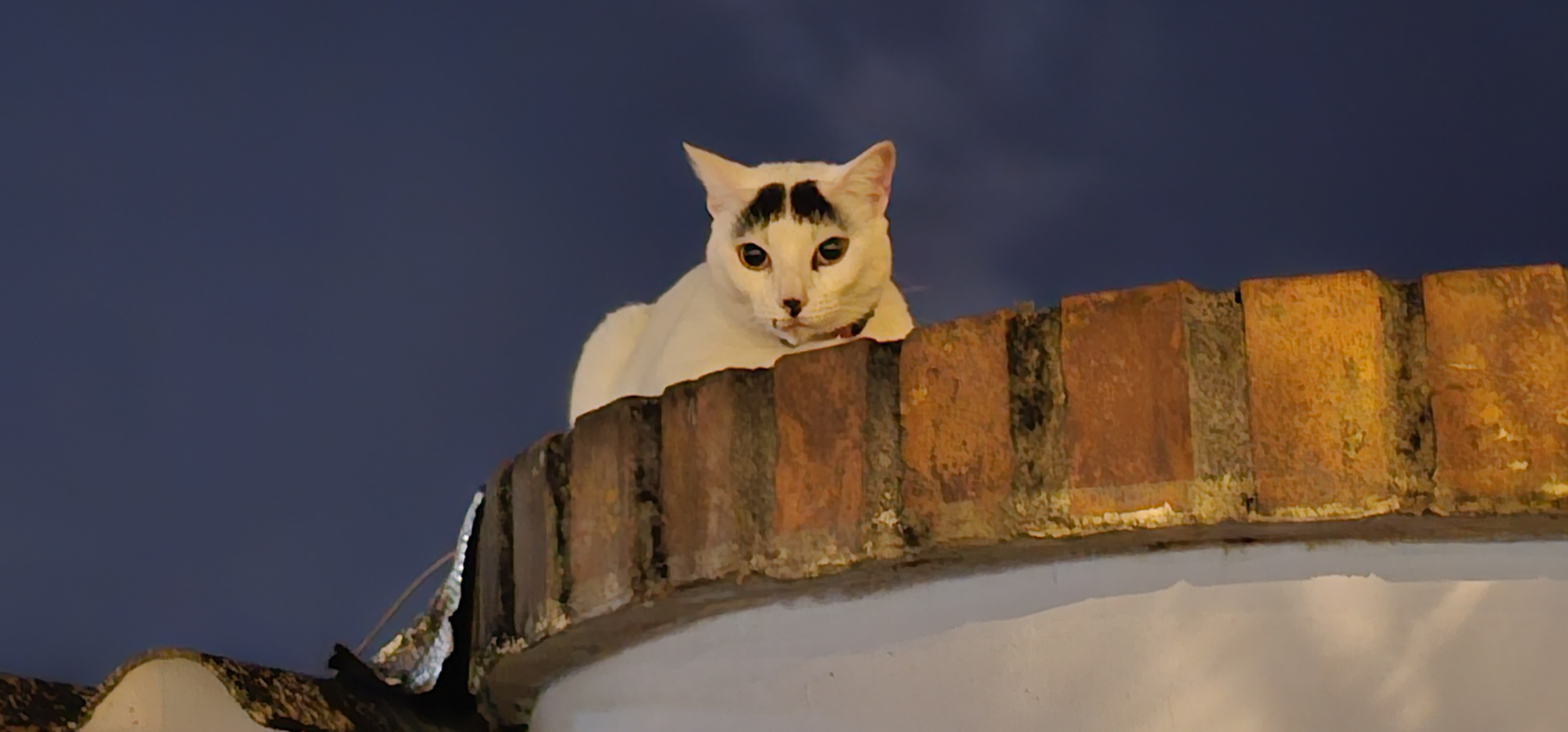 Picture of a white cat with black hair over their eyes and nose resembling eyebrows and a moustache.